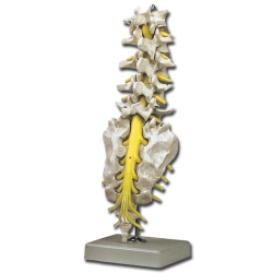 Columna espina lumbar