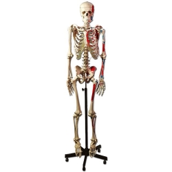 Esqueleto humano con origen e inserción muscular