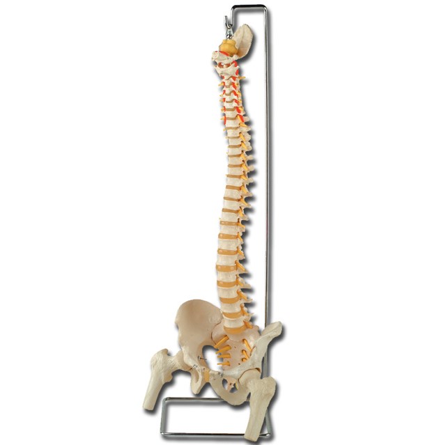 Columna vertebral flexible con cabeza de fémur Columna vertebral flexible con cabeza de fémur