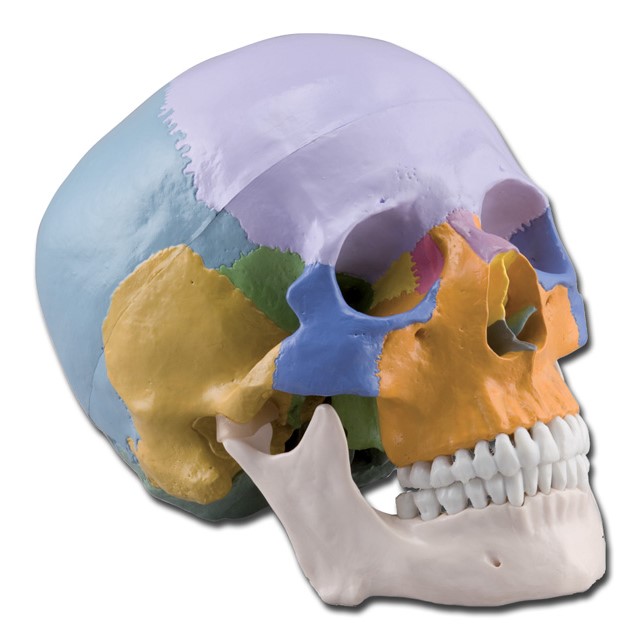 Sangriento Hacia atrás gradualmente Cráneo humano coloreado | Esqueletos