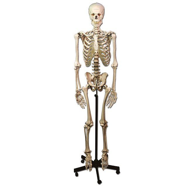 Contra la voluntad Janice Hábil Esqueleto humano | Esqueletos