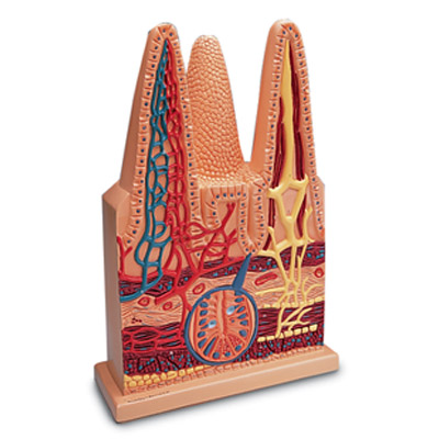 Villi Intestinal, 100 veces su tamaño natural Villi Intestinal, 100 veces su tamaño natural