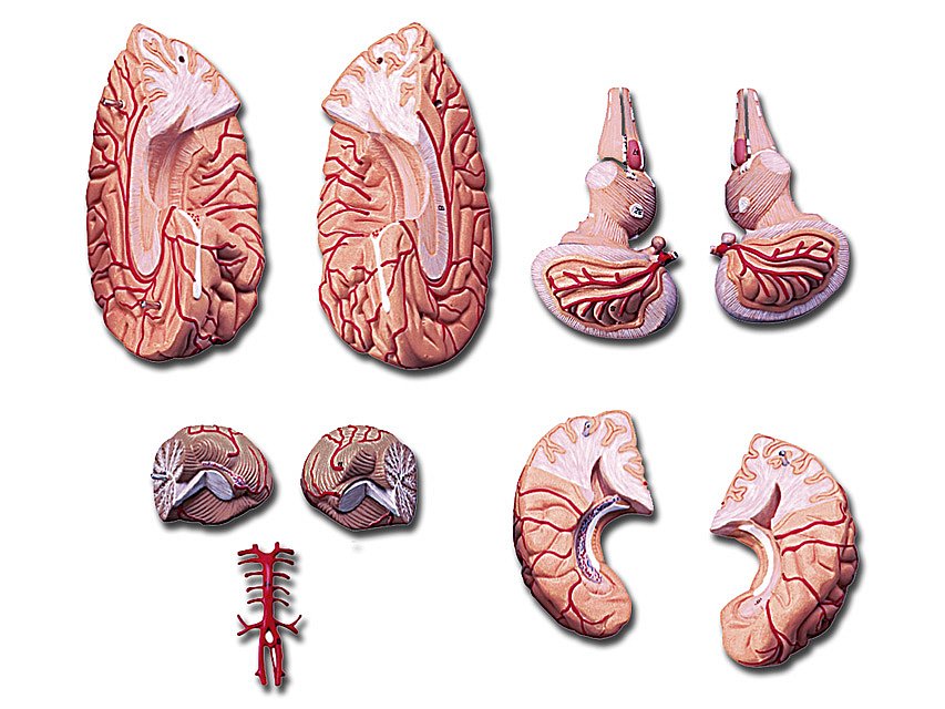 Modelo anatómico de cerebro humano Modelo anatómico de cerebro humano