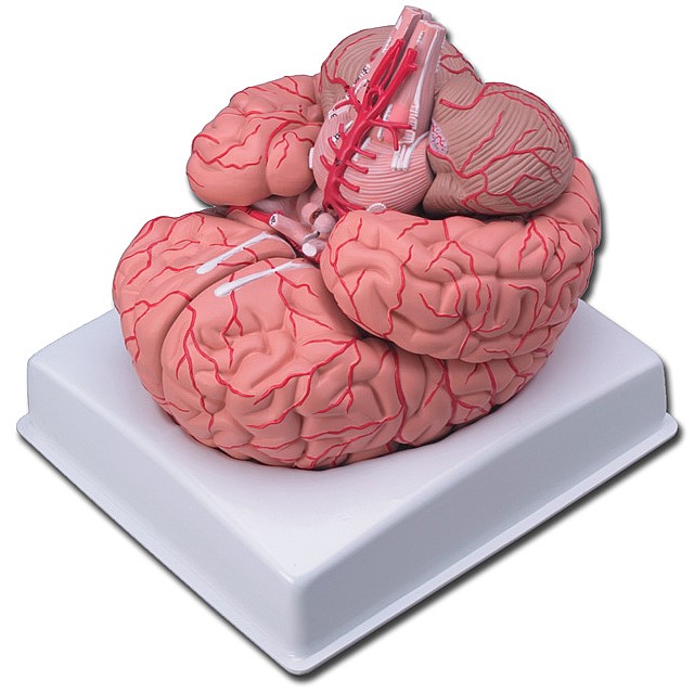 Modelo anatómico de cerebro humano Modelo anatómico de cerebro humano