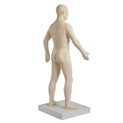Modelo de Acupuntura Masculino Modelo de Acupuntura Masculino