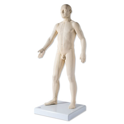 Modelo de Acupuntura Masculino Modelo de Acupuntura Masculino