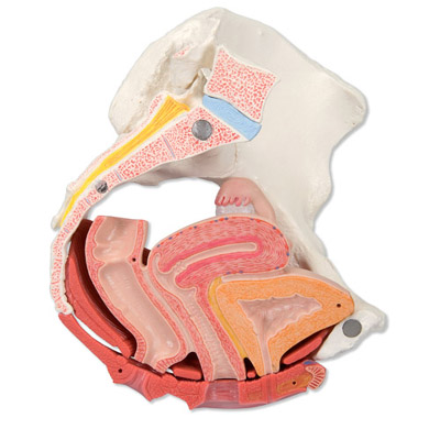 Pelvis femenina con ligamentos, con sección media sagital a través de los músculos del suelo pélvico, 4 partes Pelvis femenina con ligamentos, con sección media sagital a través de los músculos del suelo pélvico, 4 partes