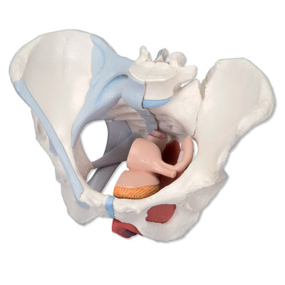 Pelvis femenina con ligamentos, con sección media sagital a través de los músculos del suelo pélvico, 4 partes Pelvis femenina con ligamentos, con sección media sagital a través de los músculos del suelo pélvico, 4 partes
