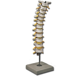 Columna espina torácica | Columna vertebral