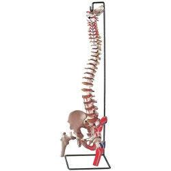 Columna vertebral con fémur y músculo