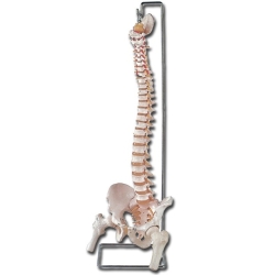 Columna vertebral con fémur y sacro abierto | Columna vertebral