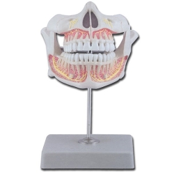 Dentadura permanente con mandíbulas superior e inferior de adulto
