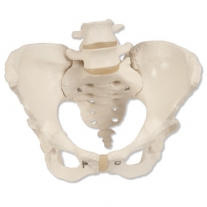 Esqueleto de la pelvis femenino | PELVIS