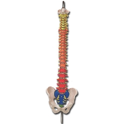 Espina columna con regiones codificadas según color | Columna vertebral