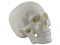 Cráneo humano | Esqueletos