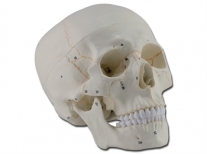 Cráneo humano numerado | Esqueletos