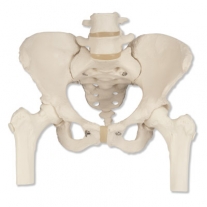 Esqueleto de la pelvis femenino, con cabezas de fémur móviles | PELVIS