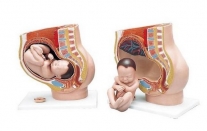 Pelvis de embarazo, 3 piezas