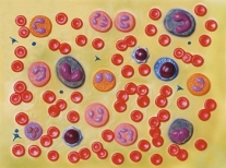 Células sanguíneas | SISTEMA CIRCULATORIO