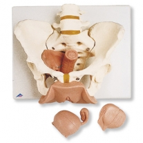 Esqueleto de la pelvis con órganos genitales, femeninos, en 3 piezas