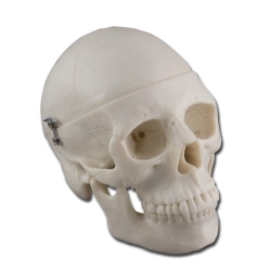 Mini cráneo | Esqueletos