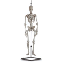Mini esqueleto, 0,5X