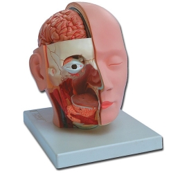 Modelo anatômico de cabeça dissecada, 4 partes