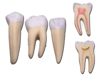 Set 3 dientes: incisivo, canino y molar, 5 partes | DENTAL