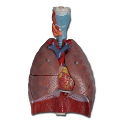 Sistema respiratorio | SISTEMA RESPIRATORIO