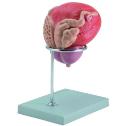 Vessie urinaire masculine avec prostate